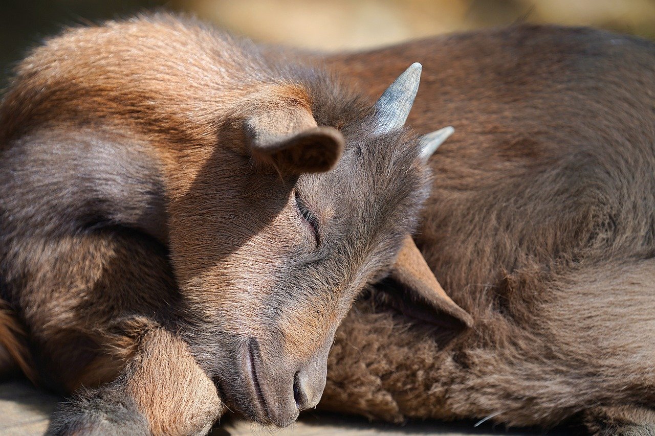 goat, horns, sleeping-8313480.jpg