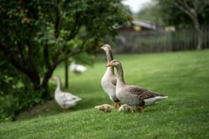 greylag geese, goslings, meadow-6281214.jpg